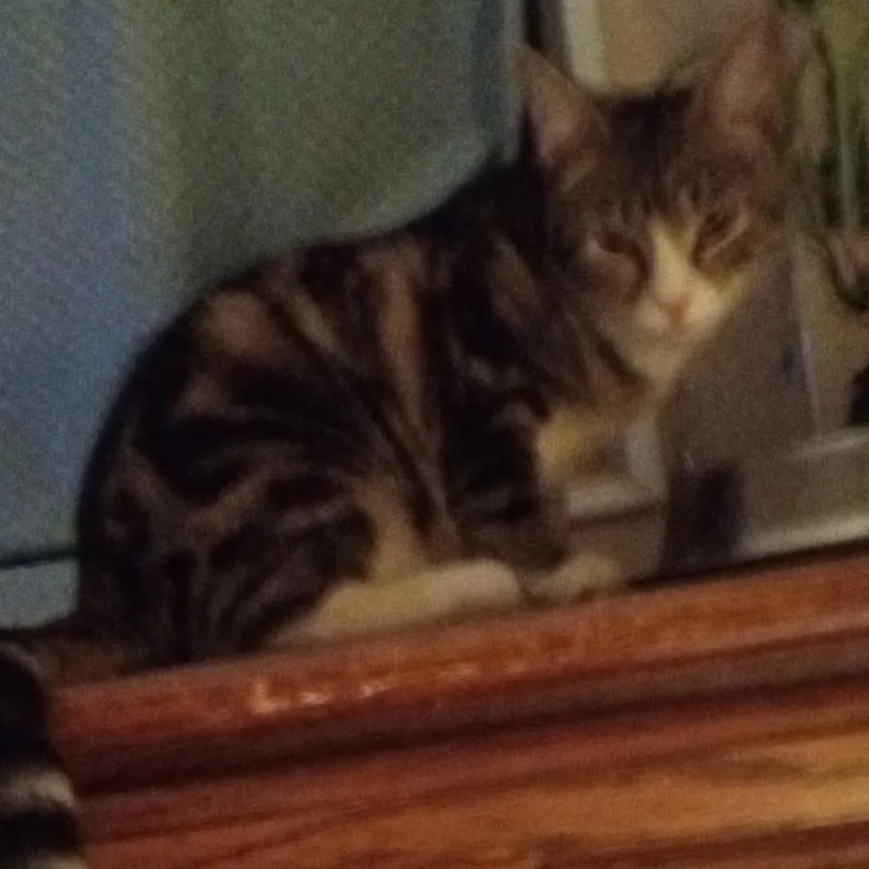 A baby small-sized female Brown / Chocolate Domestic Short Hair cat named Peanut for adoption in Layton, UT