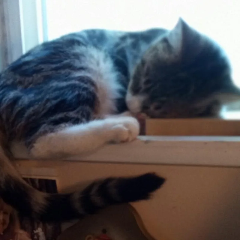 Peanut thumbnail 3