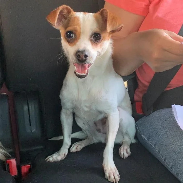 A young small-sized female Chihuahua dog named Blancita for adoption in Marfa, TX