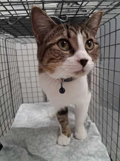 A young small-sized female Domestic Short Hair cat named Spottie for adoption in Sevierville, TN