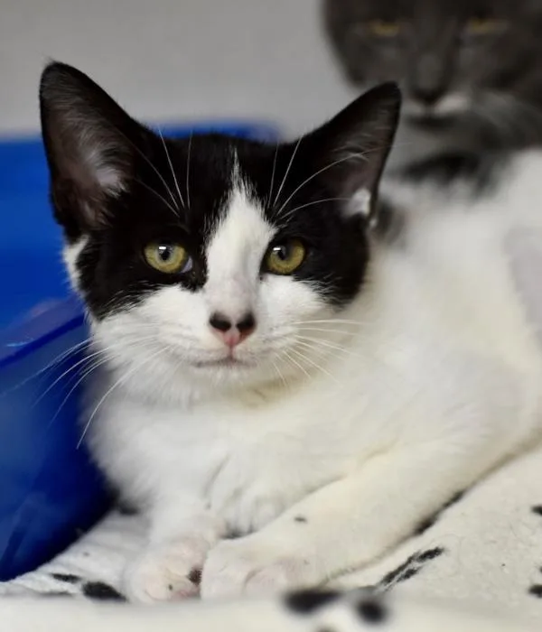 A young medium-sized female Domestic Short Hair cat named Jalapeno for adoption in Marietta, GA