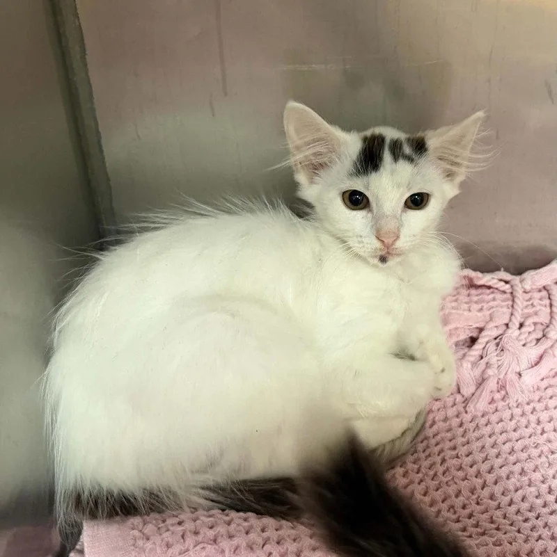 A baby medium-sized female White Domestic Medium Hair cat named Queen for adoption in Candler, NC