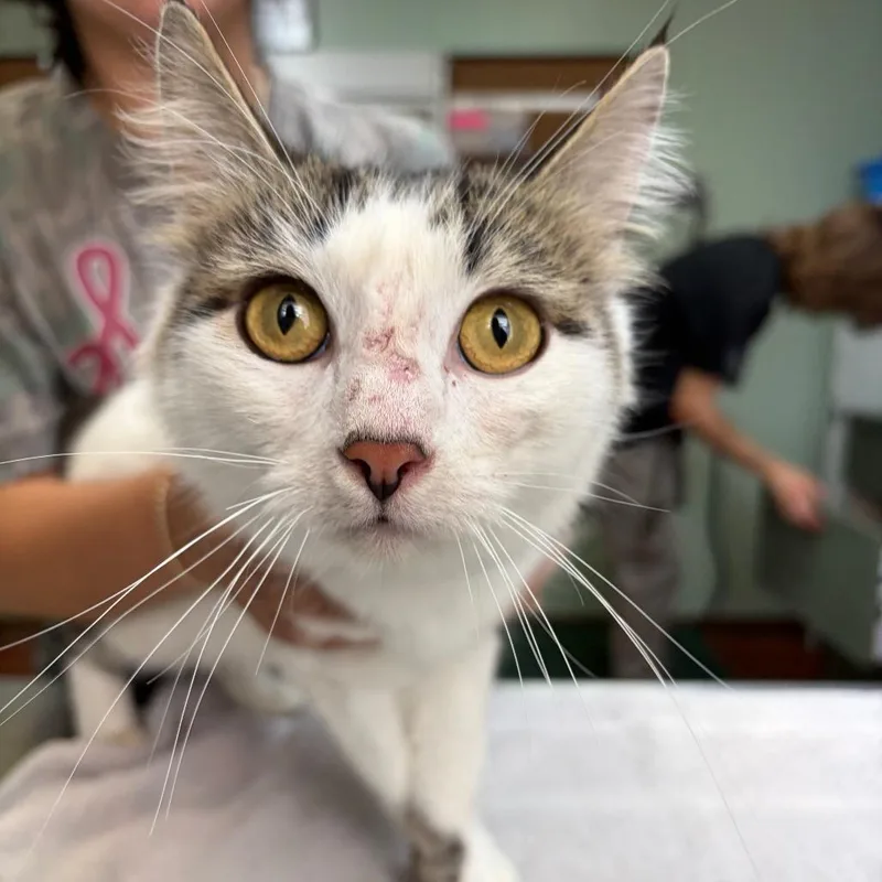 An adult medium-sized female White Domestic Long Hair cat named Celeste for adoption in West Point, MS