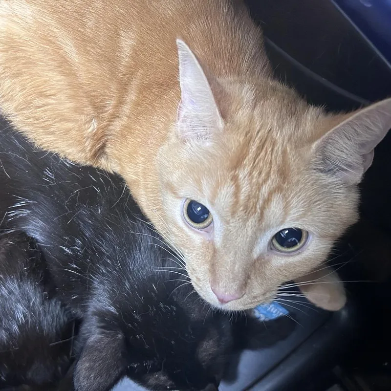 A young medium-sized male Orange / Red Domestic Short Hair cat named Goo for adoption in Philadelphia, PA