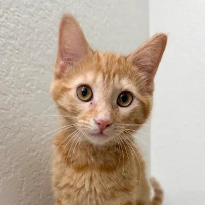 A baby small-sized female Tabby cat named Penny for adoption in Woodland Hills, CA