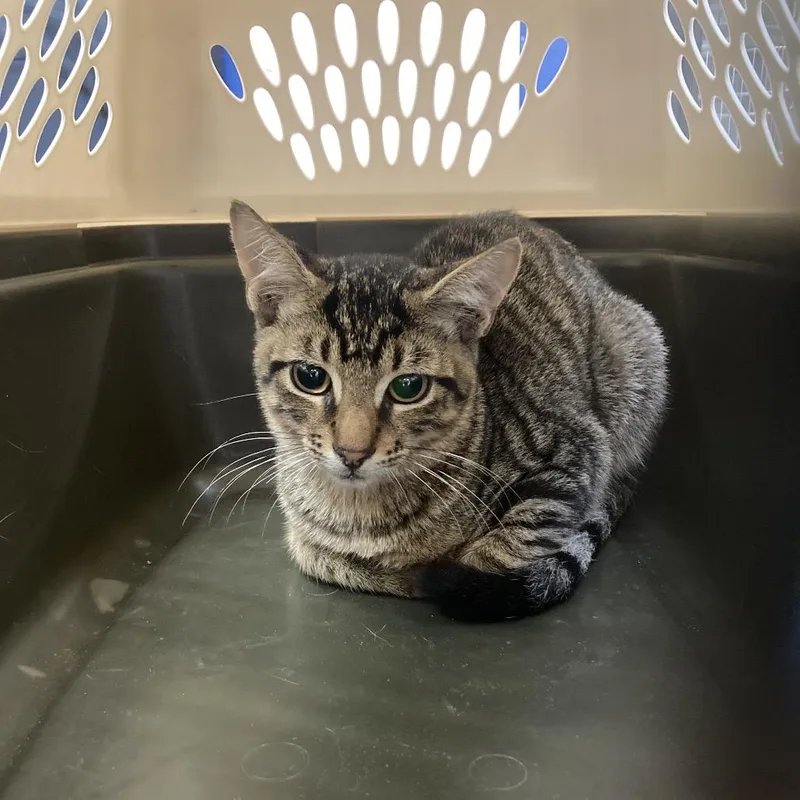 A baby small-sized male Brown / Chocolate Domestic Short Hair cat named Peter Parker for adoption in Lake Jackson, TX
