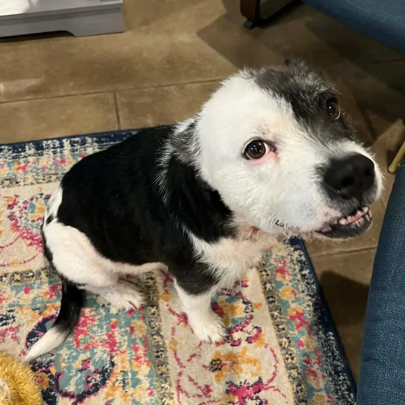 Maeve O'fluffiness thumbnail 2