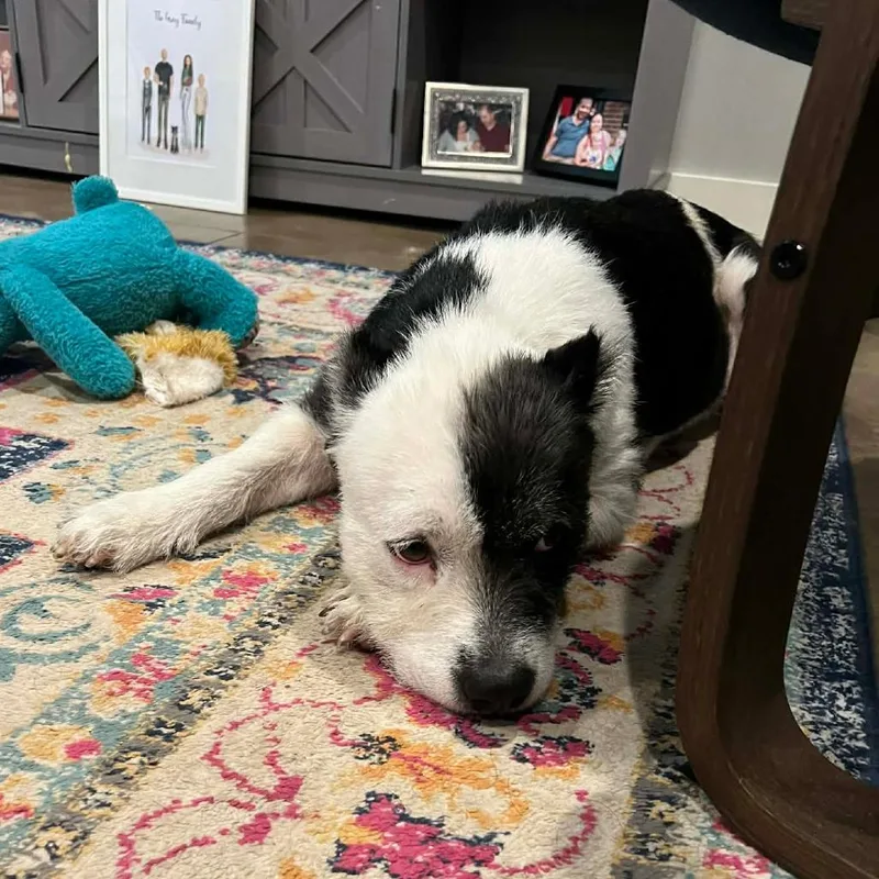 Maeve O'fluffiness thumbnail 3