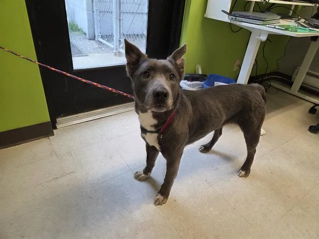 A young medium-sized female Siberian Husky dog named Dixie for adoption in Kent, WA