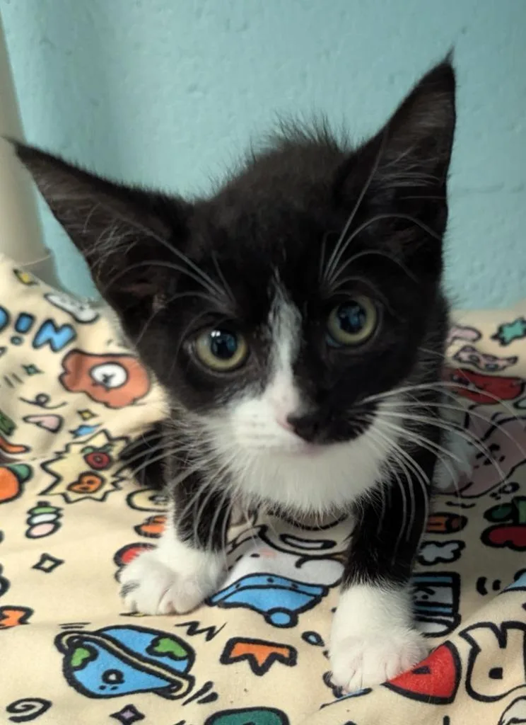 A baby small-sized female Domestic Short Hair cat named Rorschach for adoption in Cape Coral, FL