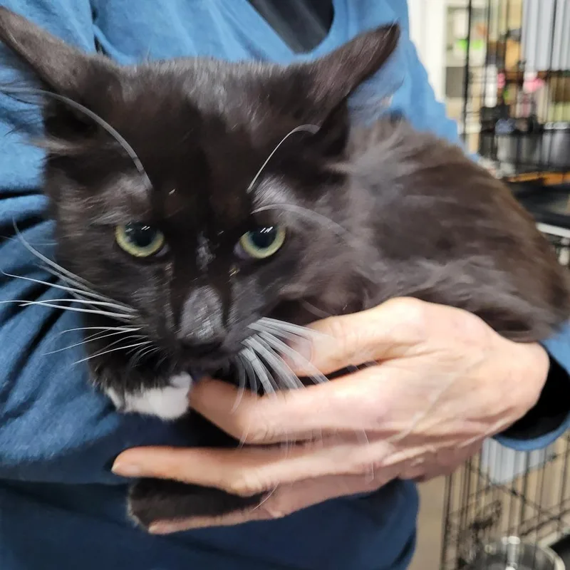 An adult medium-sized male Black Domestic Medium Hair cat named A Sherlock for adoption in Centralia, WA
