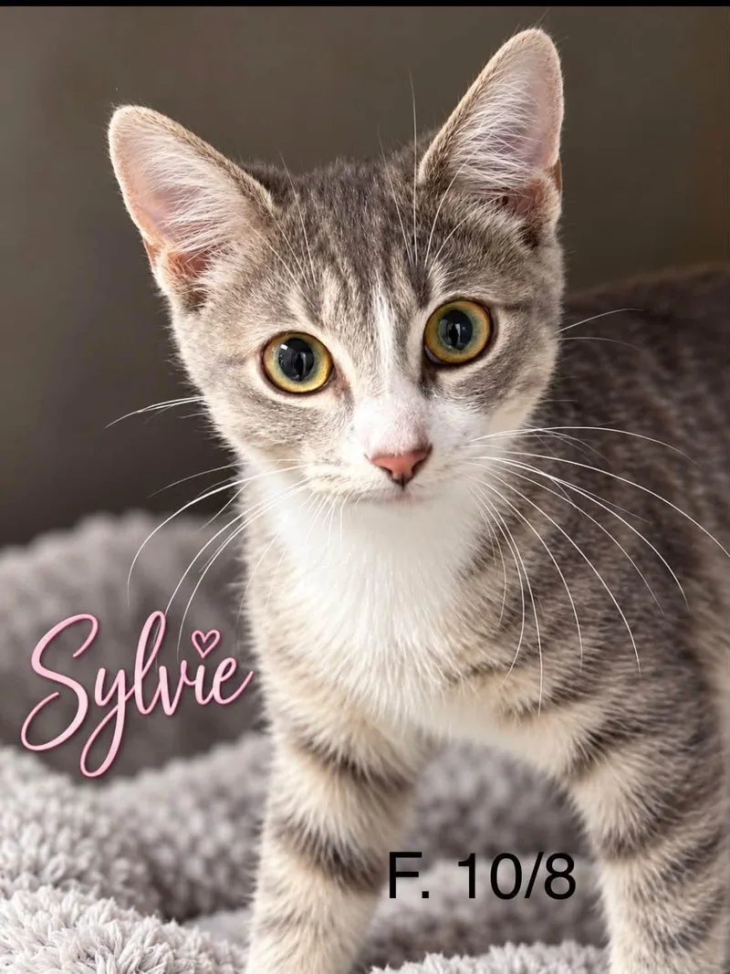 A young medium-sized female Domestic Short Hair cat named Sylvie for adoption in Loogootee, IN