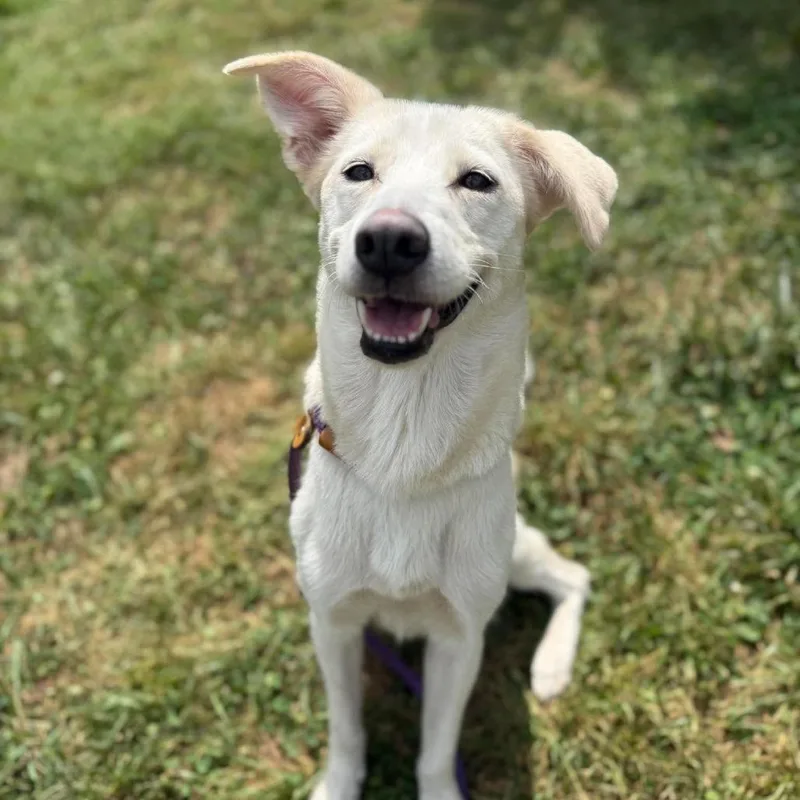 Portia