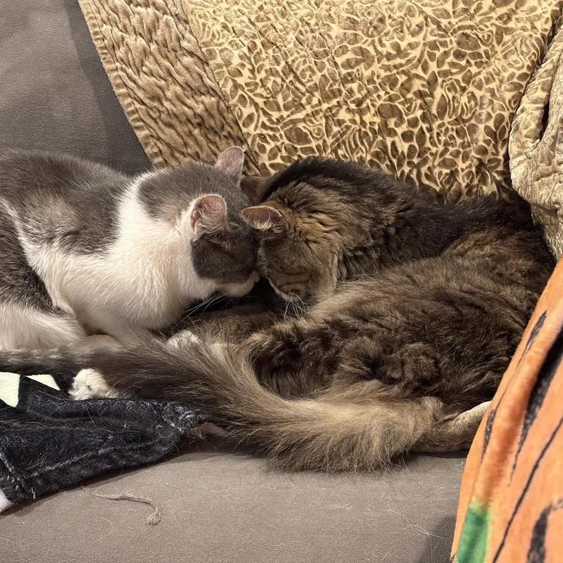 Franklin Parsons And Freddie thumbnail 4