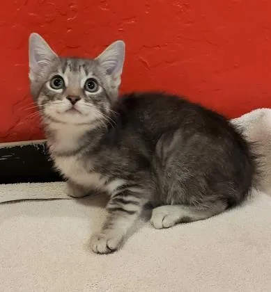 A young small-sized female Domestic Short Hair cat named Quinzel for adoption in Phoenix, AZ