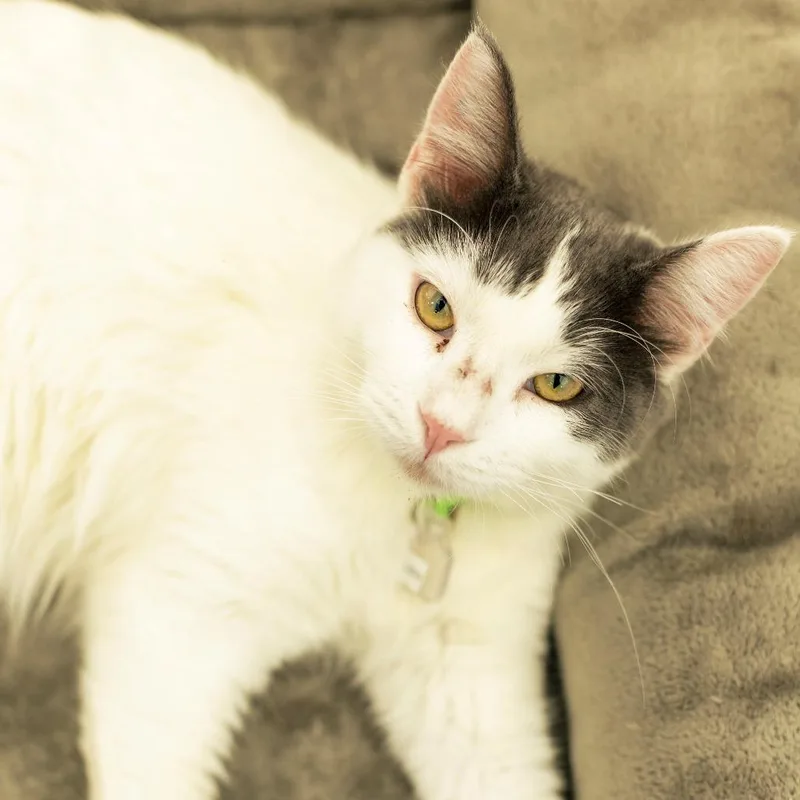 A young medium-sized male Domestic Medium Hair cat named Leo for adoption in Lakewood, CO