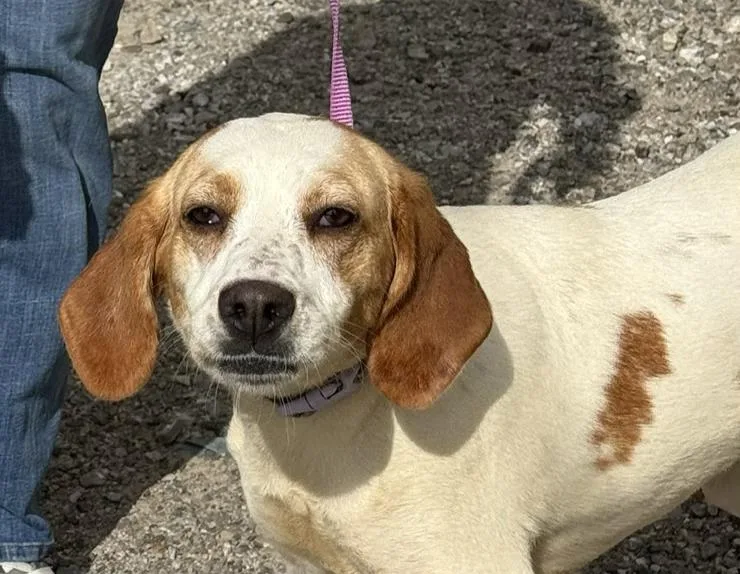 An adult medium-sized female White / Cream Beagle dog named Hope for adoption in Jeffersonville, IN