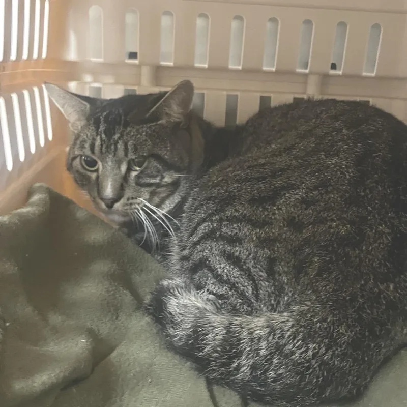 An adult large-sized male Brown / Chocolate Domestic Short Hair cat named Ponzu for adoption in East Smithfield , PA