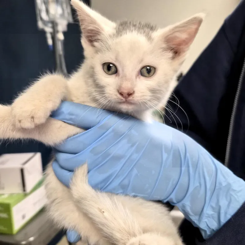 A baby small-sized female White Domestic Short Hair cat named Holly for adoption in Newark, NJ