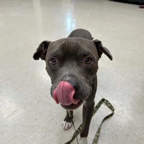 A young medium-sized male Terrier dog named Grimm for adoption in Burlington, IA