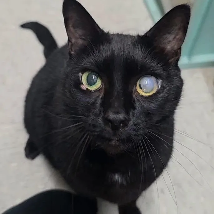 An adult medium-sized male Black Domestic Short Hair cat named Buddy for adoption in Schnecksville, PA