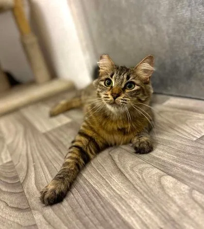 Phoebe