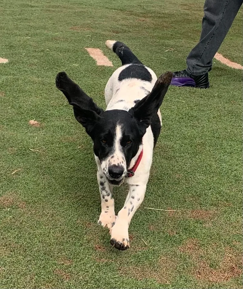 A young medium-sized female Basset Hound dog named Bella for adoption in Tucumcari, NM