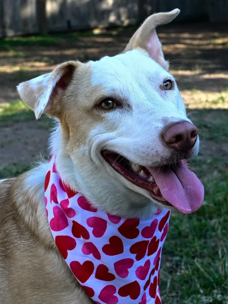 A young medium-sized female Apricot / Beige Australian Cattle Dog / Blue Heeler named Marigold for adoption in Mooresville, NC