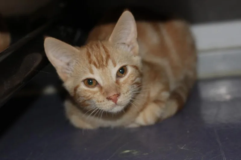 A baby medium-sized male Domestic Short Hair cat named Jeffery for adoption in Rockford, IL