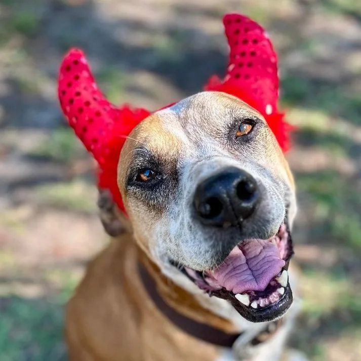 Kara Bear thumbnail 3