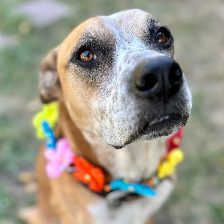 Kara Bear thumbnail 4