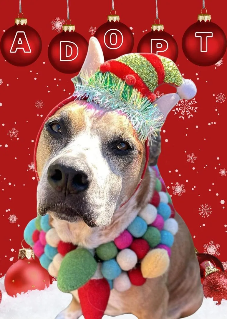 Kara Bear thumbnail 5