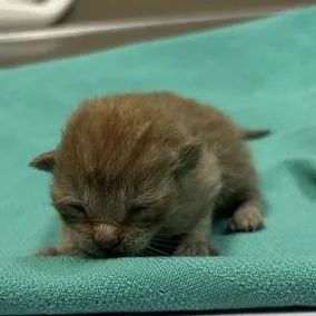A baby small-sized male Orange / Red Domestic Short Hair cat named Vega for adoption in Redmond, WA