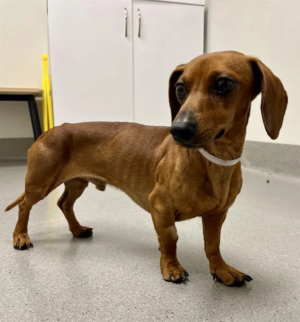 A young small-sized male Dachshund dog named Brave Little Toaster for adoption in San Francisco, CA