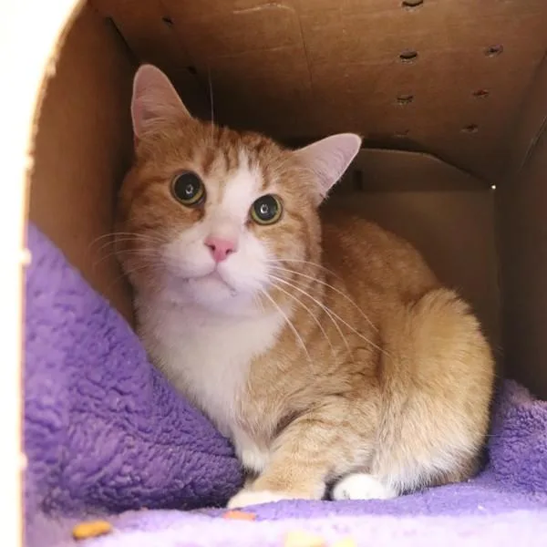 An adult medium-sized male Domestic Short Hair cat named Sunny for adoption in Sioux City, IA
