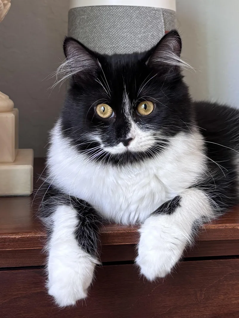 A baby medium-sized female Domestic Long Hair cat named Freeport for adoption in Los Gatos, CA