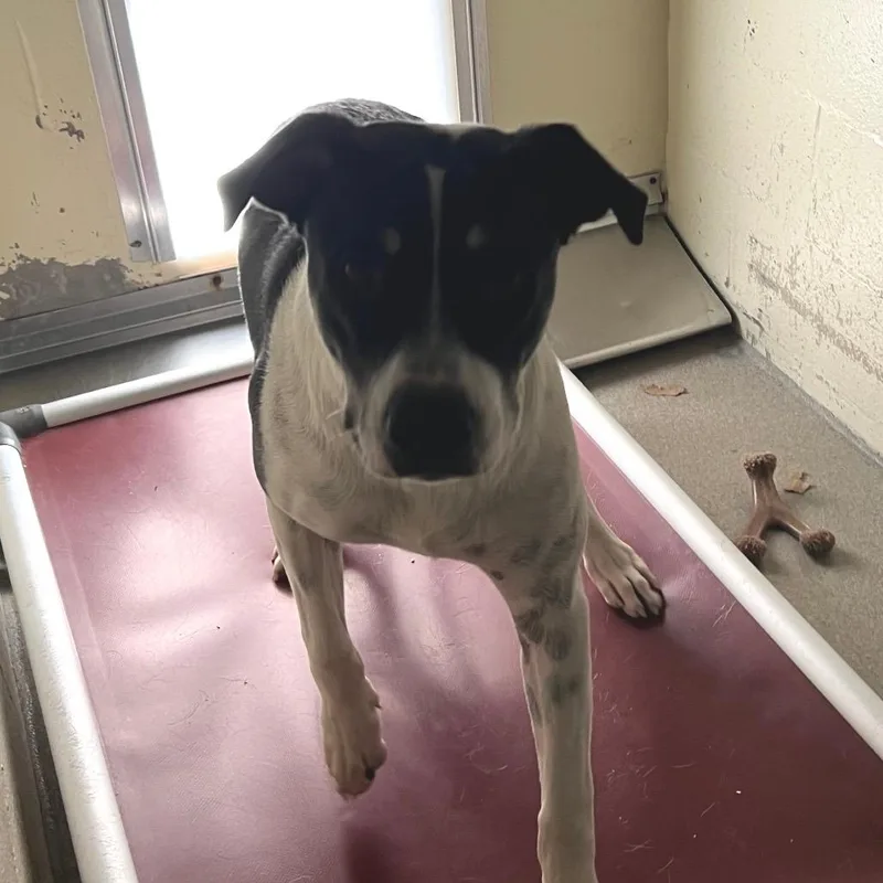 A young large-sized female Black American Staffordshire Terrier dog named Annie for adoption in Galveston, TX