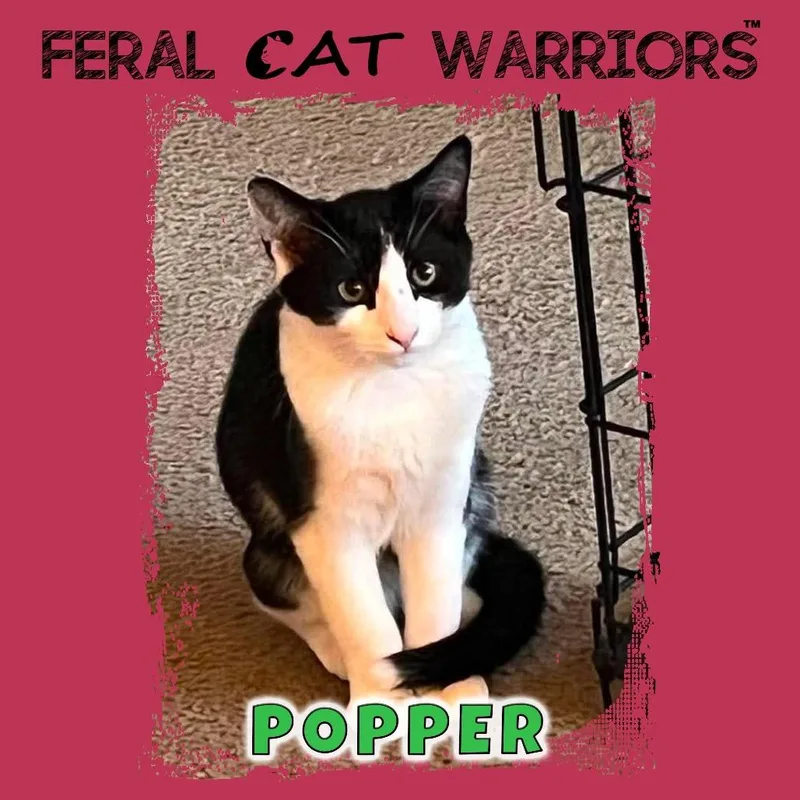 Popper