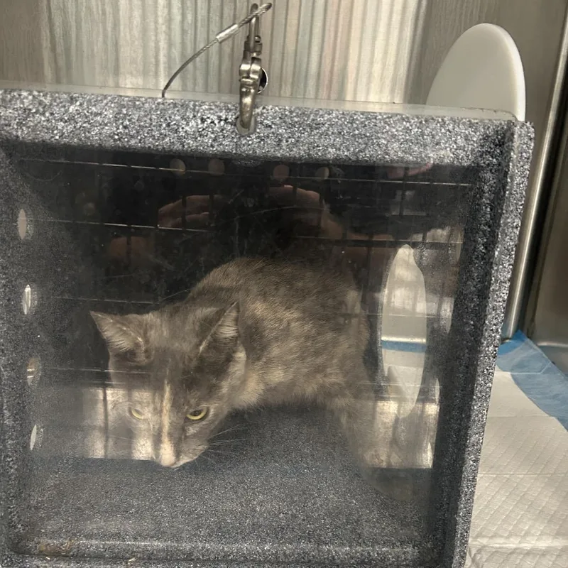 An adult medium-sized female Cream / Ivory Domestic Short Hair cat named Hot Latte for adoption in Greensboro, NC
