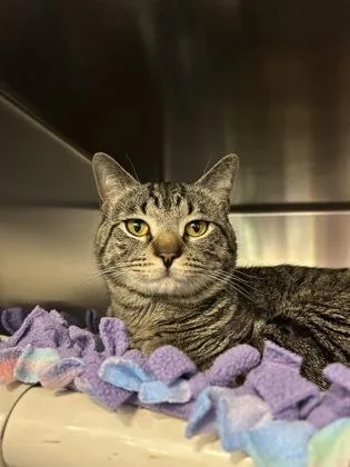 An adult small-sized male Domestic Short Hair cat named Catnip for adoption in Scotia, NY