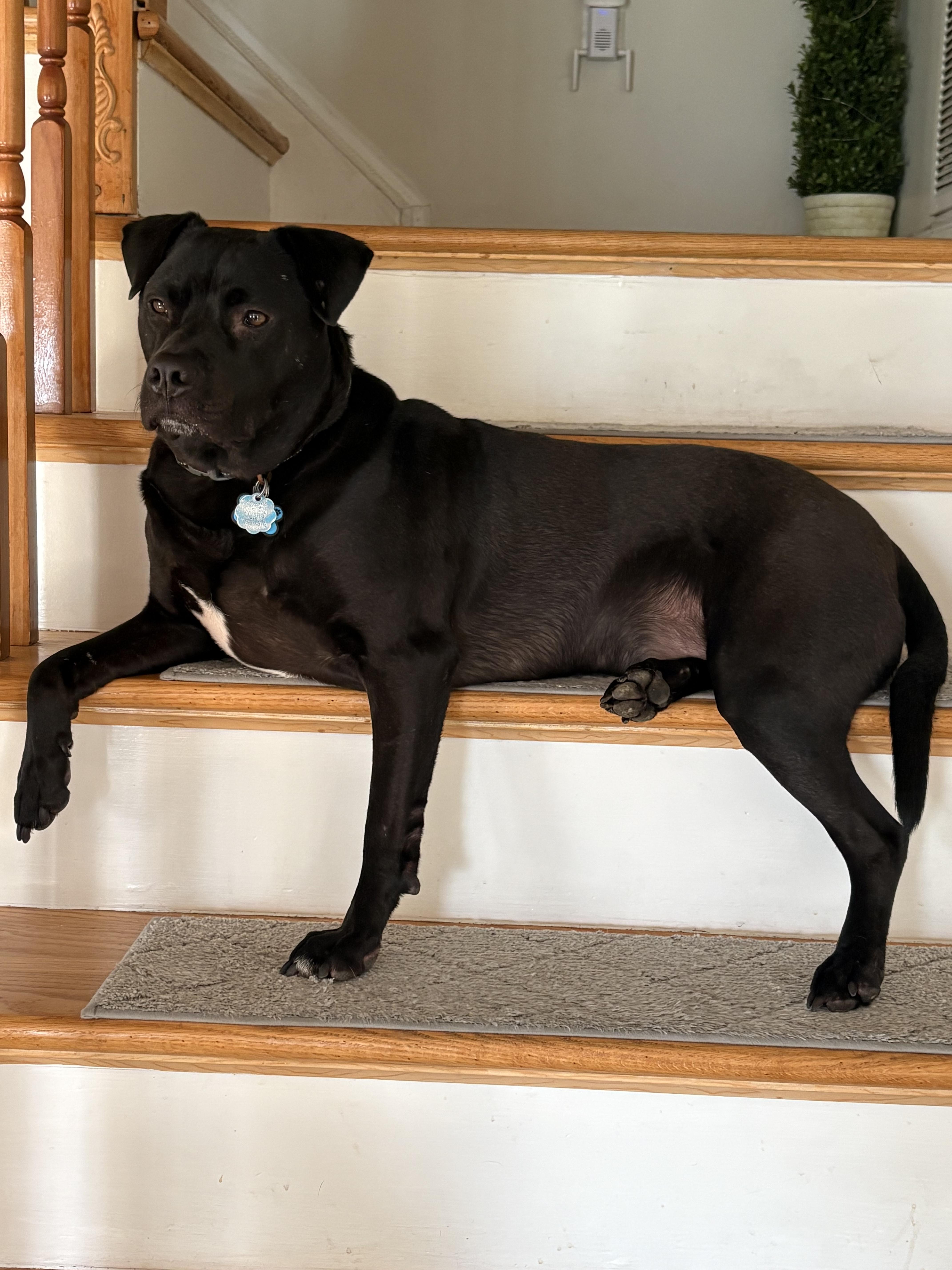 An adult medium-sized male Black Pit Bull Terrier dog named George for adoption in Oceanport, NJ