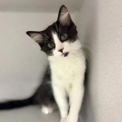A baby small-sized male Black Domestic Short Hair cat named Ohtani for adoption in Atlanta, GA