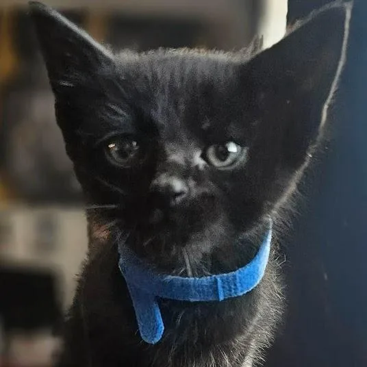 A baby small-sized male Black Domestic Short Hair cat named Mowgli for adoption in Sioux Falls, SD