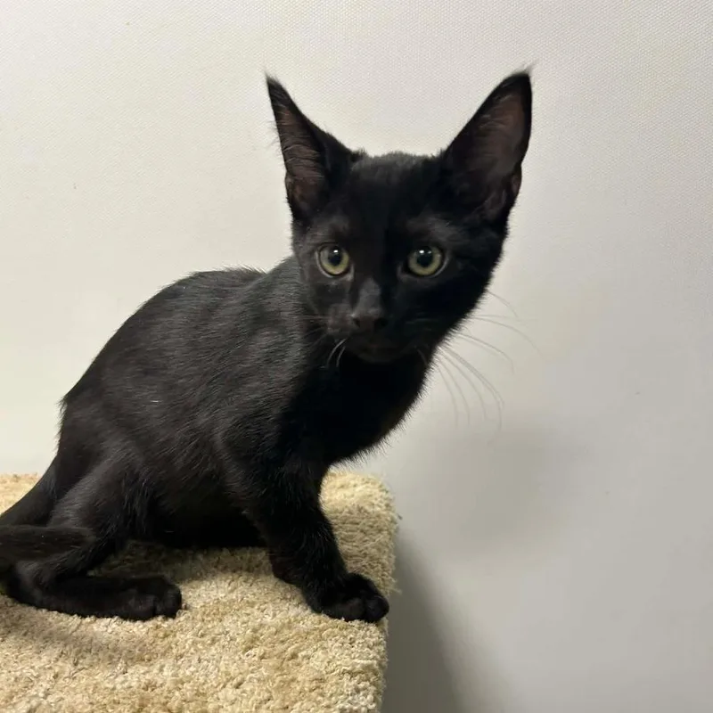 A baby small-sized male Black Domestic Short Hair cat named Davie for adoption in Hemet, CA