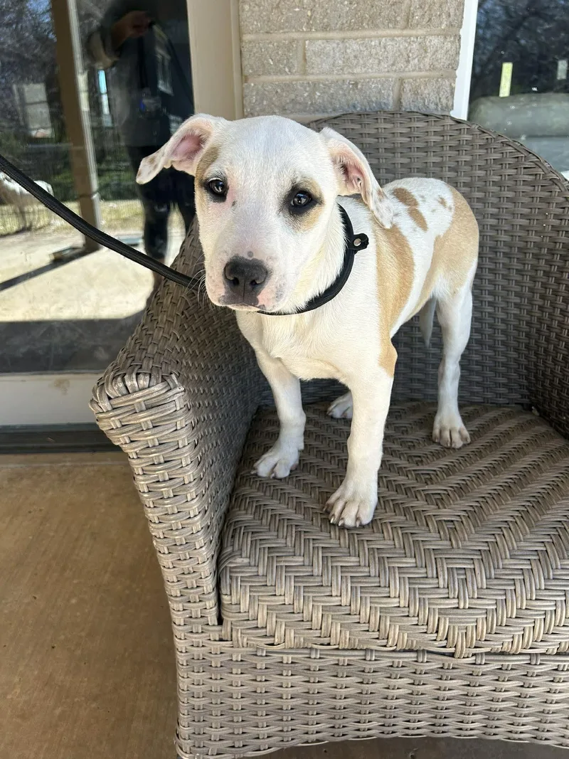 A young medium-sized female Mixed Breed dog named Lou Ann for adoption in Milwaukee, WI