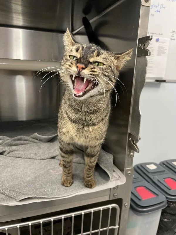 Manta Ray thumbnail 2