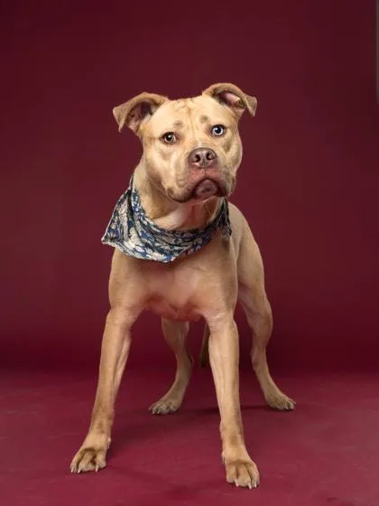 An adult large-sized female Labrador Retriever dog named Julia for adoption in Atlanta, GA