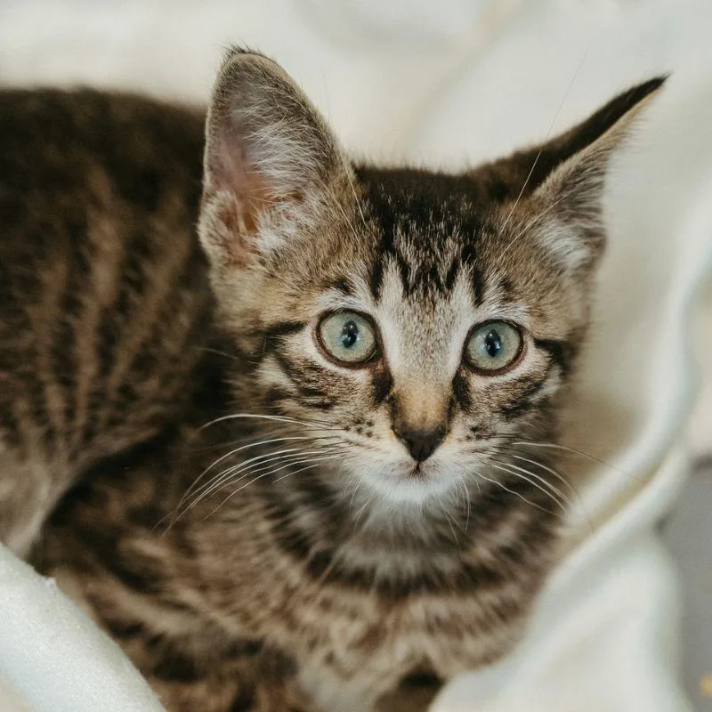 A baby medium-sized male Domestic Short Hair cat named Orca for adoption in Jackson, WY