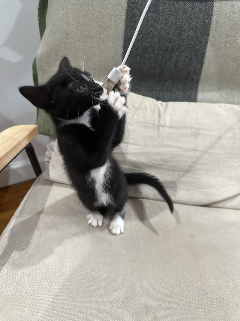 A baby small-sized female Black & White / Tuxedo Domestic Short Hair cat named Badger for adoption in Long Island City, NY