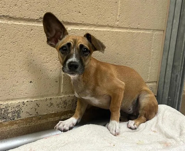 A young small-sized female Terrier dog named Megan for adoption in Martinez, CA